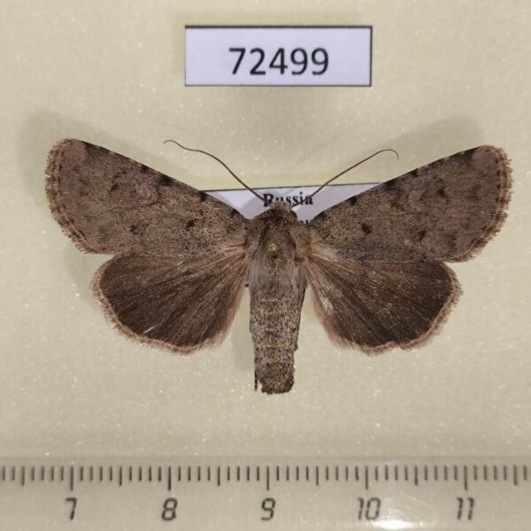 Noctuidae Dichagyris ignara Tyva rep.