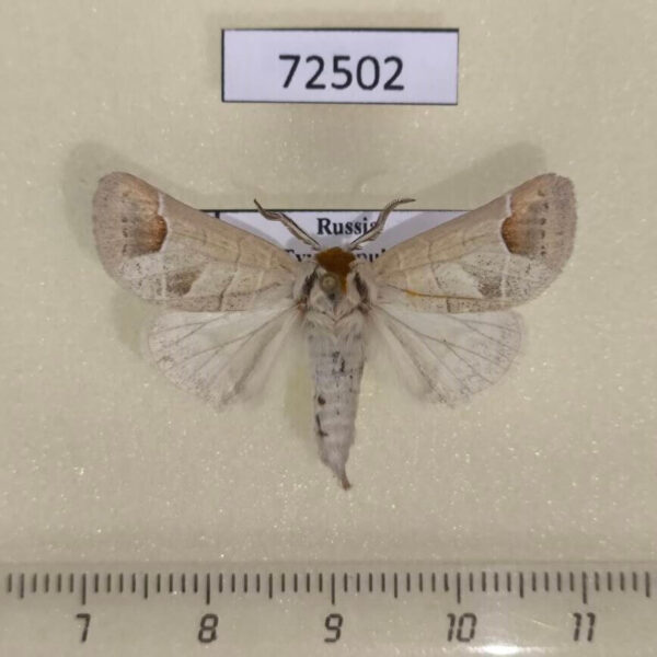 Notodontiidae Clostera curtula Tyva rep.