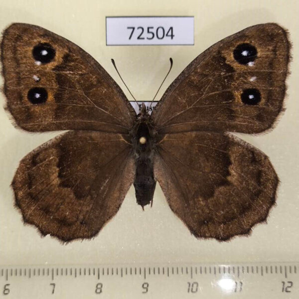 Satyridae Satyrus ferula f Tyva rep.