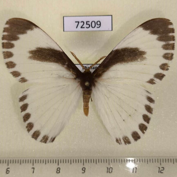 Eupterotidae Melanothrix sp. nymphaliaria Thailand