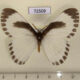 72509p Eupterotidae Melanothrix sp. nymphaliaria Thailand $13
