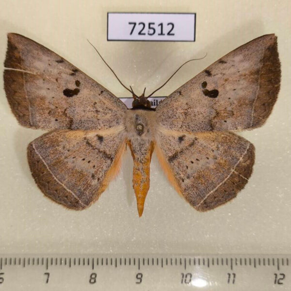 Noctuidae Hypopyra unistrigata Thailand
