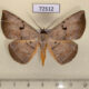 72512p Noctuidae Hypopyra unistrigata Thailand $25