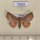 72522p Noctuidae Condate sp. Thailand $14