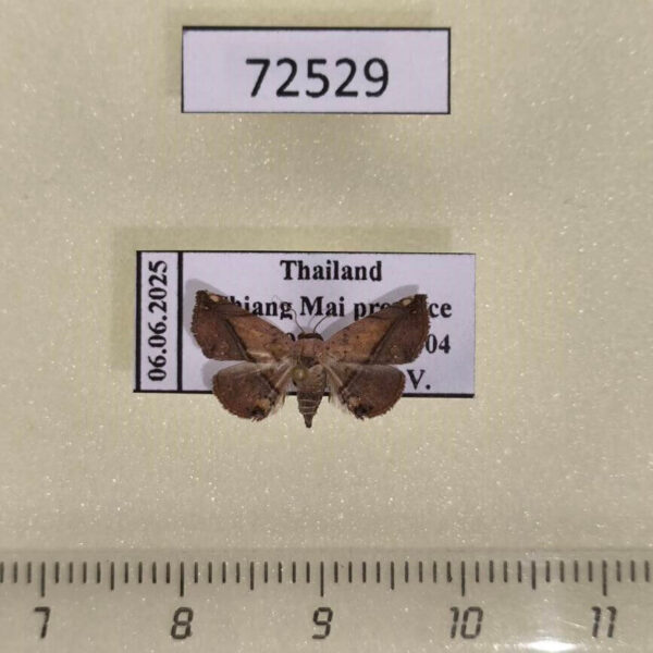 Noctuidae Eublemma abrupta Thailand