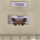 72529p Noctuidae Eublemma abrupta Thailand $20