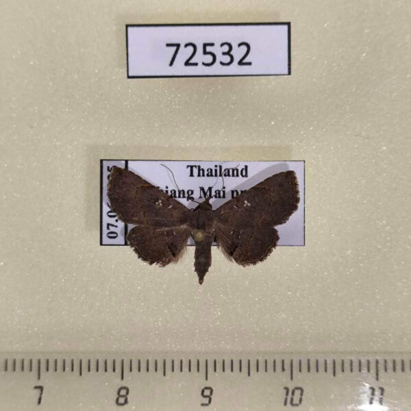 Noctuidae Rhesala imparata Thailand
