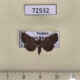 72532p Noctuidae Rhesala imparata Thailand $12