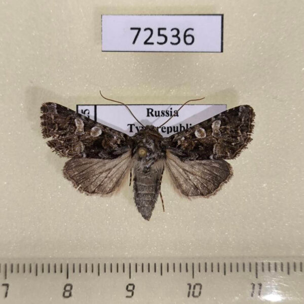Noctuidae Hadena perplexa f Tyva rep.