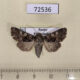 72536p Noctuidae Hadena perplexa f Tyva rep. $5