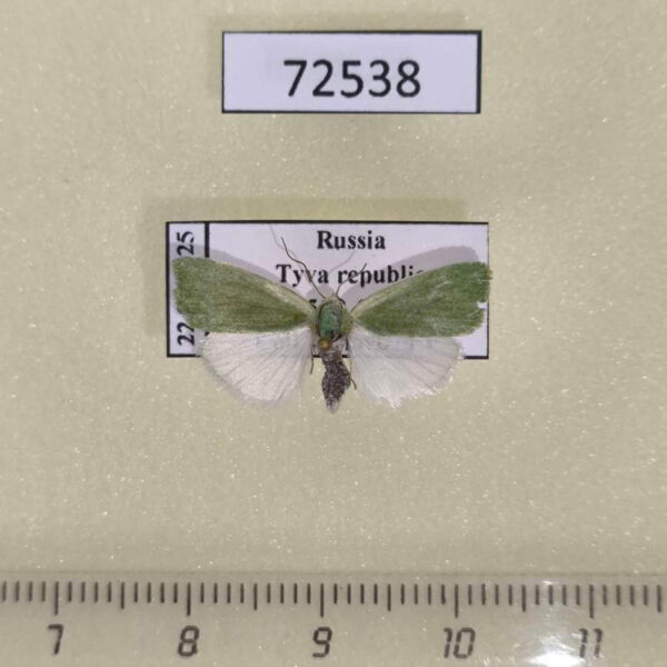 Noctuidae Earias clorana Tyva rep.