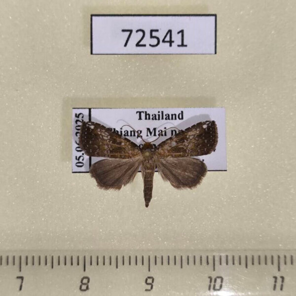 Noctuidae Rivula sp. Thailand