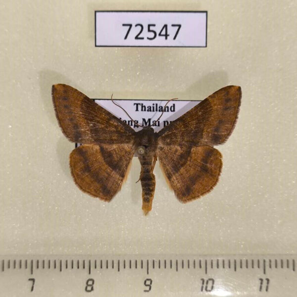 Geometridae sp. Thailand