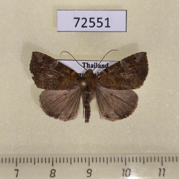 Noctuidae Hypena sp. Thailand