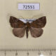 72551p Noctuidae Hypena sp. Thailand $6