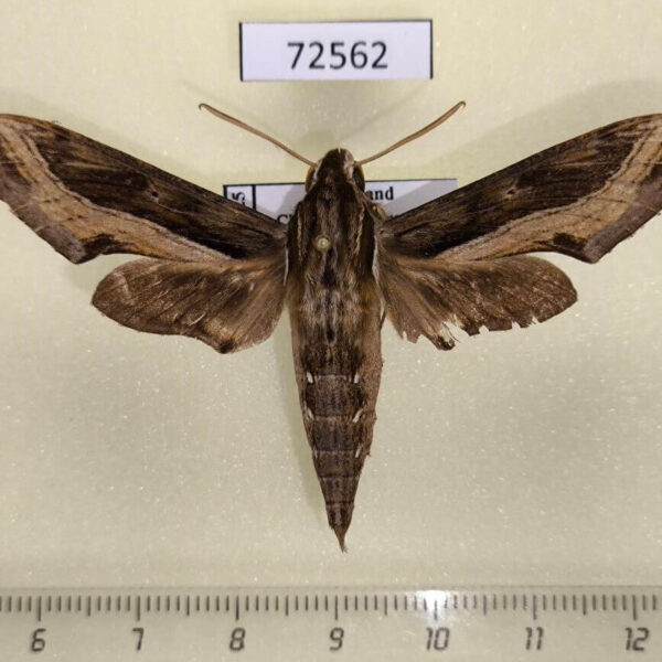 Sphingidae Hippotion velox Thailand