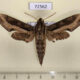 72562p Sphingidae Hippotion velox Thailand $12