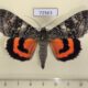 72563p Noctuidae Catocala adultera Tyva rep. $30