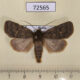 72565p Noctuidae Autophila glebicolor Tyva rep. $40