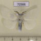72566p Lymantridae Leucoma salicis Tyva rep. $4