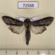 72568p Noctuidae Cucullia elongata acutipennis Tyva rep. $50