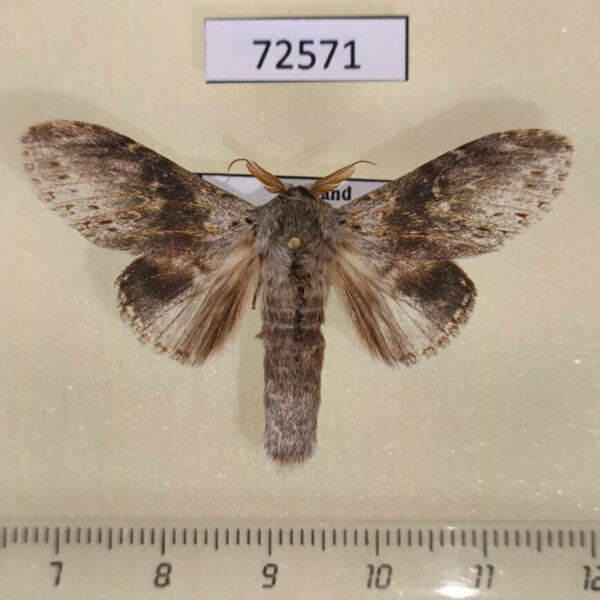 Notodontiidae Stauropus alternus Thailand