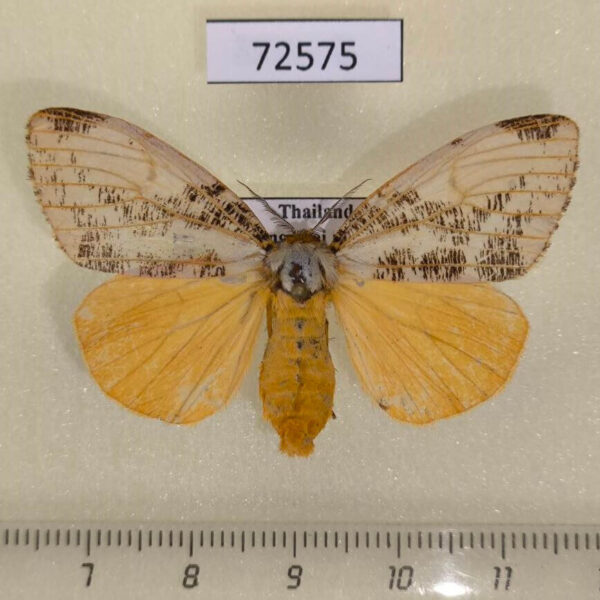 Lymantridae Locharna strigipennis f Thailand