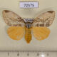 72575p Lymantridae Locharna strigipennis f Thailand $30