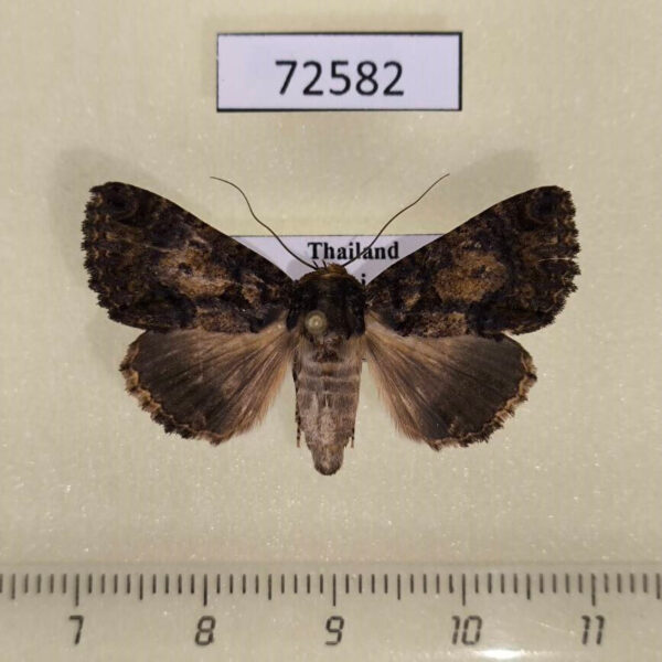 Noctuidae Erygia apicalis f Thailand