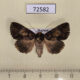 72582p Noctuidae Erygia apicalis f Thailand $10