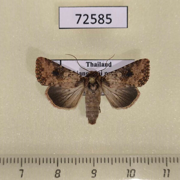 Noctuidae Mythimna consanguis Thailand
