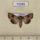 72585p Noctuidae Mythimna consanguis Thailand $7