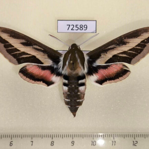 Sphingidae Hyles exilis f Tyva rep.