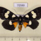 72590 Noctuidae Mimeusemia basalis Thailand $25