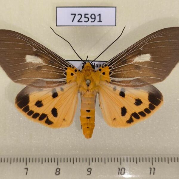 Noctuidae Asota producta Thailand