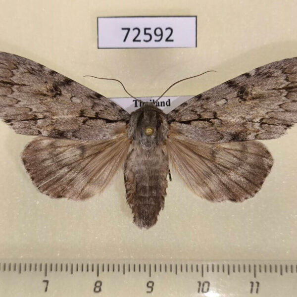 Noctuidae Acronicta gigasa Thailand