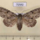 72592 Noctuidae Acronicta gigasa Thailand $10
