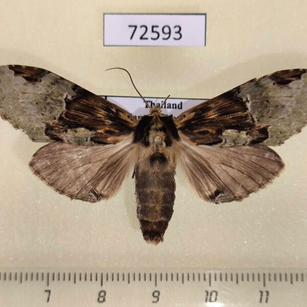 Notodontiidae Chadisra bipartita Thailand