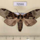 72593 Notodontiidae Chadisra bipartita Thailand $5