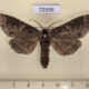 72595 Notodontiidae Phalera torpida Thailand $15