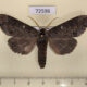 72596 Notodontiidae Phalera torpida Thailand $15