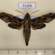 72599 Sphingidae Eupanacra variolosa Thailand $15
