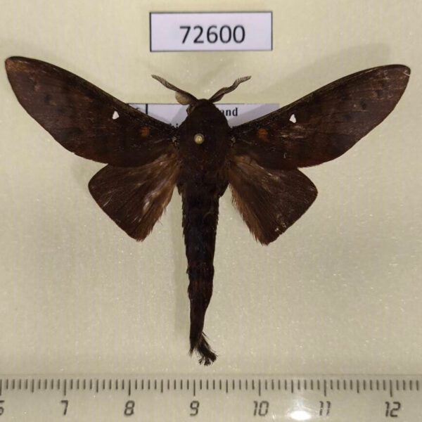 Lasiocampidae Suana concolor Thailand