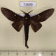 72600 Lasiocampidae Suana concolor Thailand $13
