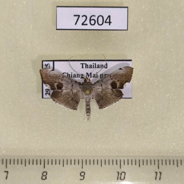 Crambidae sp. Thailand