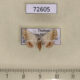 72605p Noctuidae Eublemma amabilis Thailand $25