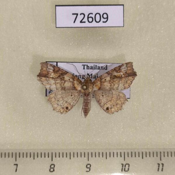 Noctuidae Tamba carneotincta Thailand