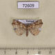 72609p Noctuidae Tamba carneotincta Thailand $20