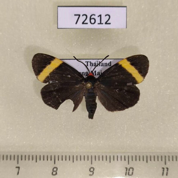 Zygaenidae Pidorus gemina Thailand