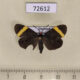 72612p Zygaenidae Pidorus gemina Thailand $6